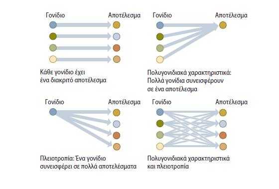 Πολυγονιδιακά χαρακτηριστικά και πλειοτροπία Πολλά σύνθετα χαρακτηριστικά είνα πολυγονιδιακά, δηλαδή το αποτέλεσμα δύο ή περισσότερων γενετικών τόπων (χρώμα, ανάστημα)