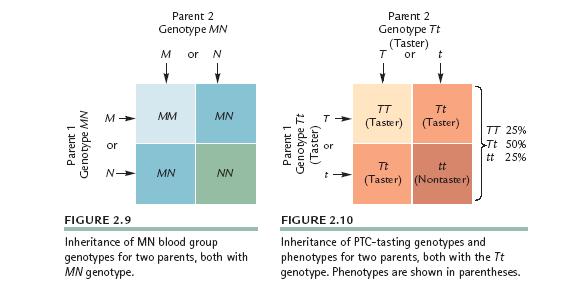 Κλασική Γενετική - Κληρονομικότητα ΠΡΟΒΛΕΨΗ της πιθανής κατανομής των γονότυπων και των φαινότυπων στους απογόνους-προϋπόθεση: γνώση της