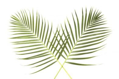 April 9, 2017 Palm Sunday Epistle Prokeimenon. Mode 4. Psalm 117.26,1 Blessed is he who comes in the name of the Lord. Verse: Give thanks to the Lord, for He is good. His mercy endures forever.