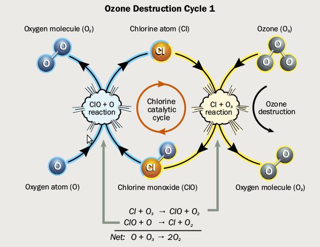 Σχήμα 1.6: Καταλυτικός κύκλος Cl (Twenty Questions and Answers About the Ozone Layer: 2014 Update) Σχήμα 1.