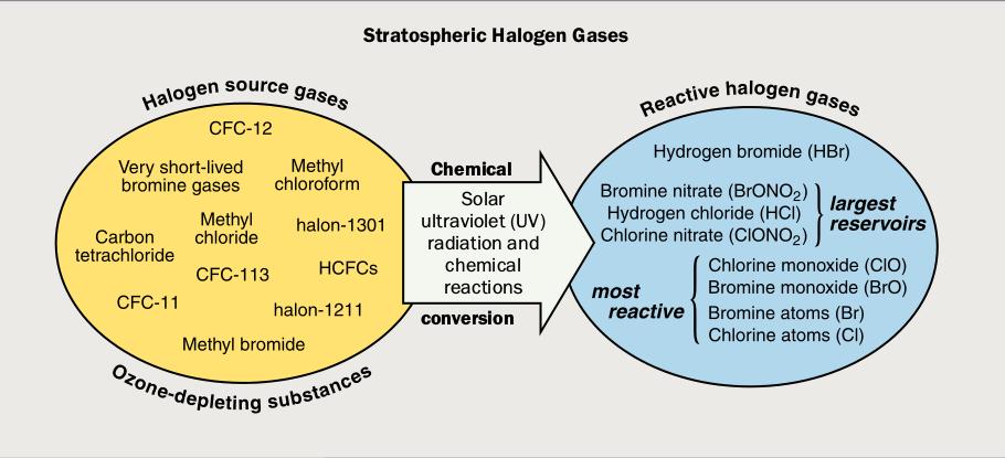Από τα παρακάτω, το υδροχλωρικό οξύ (HCl) και το νιτρικό χλώριο (ClONO 2 ) βρίσκονται σε μεγαλύτερη αφθονία.