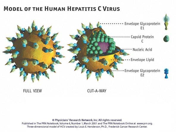 γονιδίωµα του HCV Το γονιδίωµα