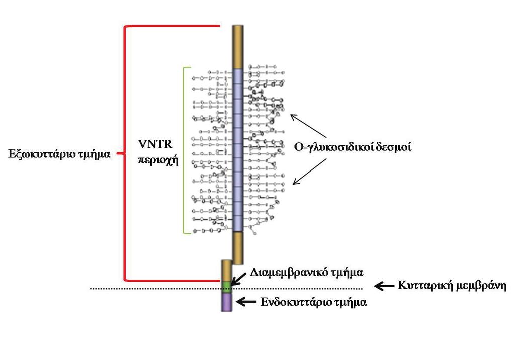 Εικόνα 4. Η δομή της MUC-1. Το κυτταροπλασμικό τμήμα με τα 72 αμινοξέα είναι χρωματισμένο με βυσσινί. Το διαμεμβρανικό τμήμα (28 αμινοξέα) εμφανίζεται πράσινο.