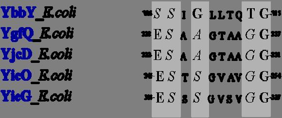 κωδικόνια), YcdG (AAC74091, 464 κωδικόνια), YbbY (AAC73615, 435 κωδικόνια), YjcD (AAC77034, 449 κωδικόνια), YicO (AAC76687, 470