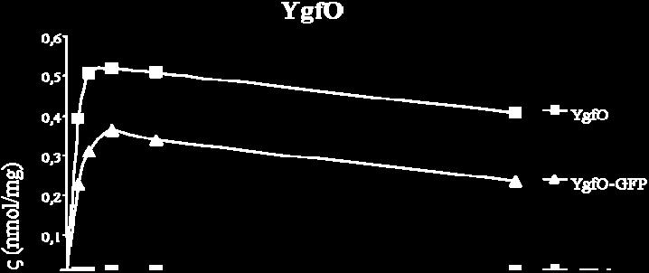 T184[pT7-5/yicE-GFP].