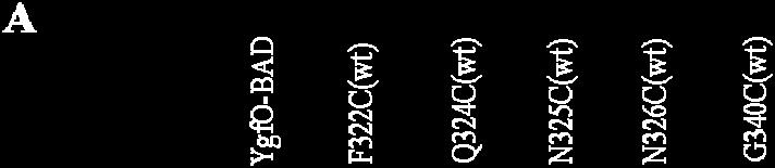 pt7-5/ygfo-n326c(wt), pt7-5/ygfo-g340c(wt) και pt7-5 αναπτύχθηκαν σε πλήρες θρεπτικό υλικό στους 37 o C υπό αερόβιες συνθήκες μέχρι την