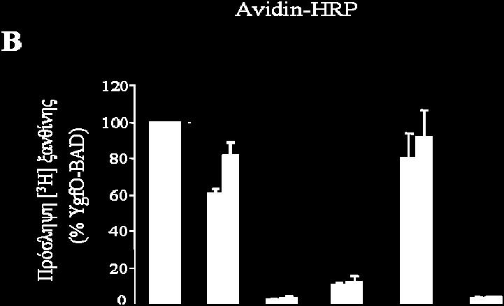 (avidin-hrp). Τα βέλη δείχνουν τις θέσεις μετανάστευσης πρωτεϊνών πρότυπων μοριακών βαρών (Bio-Rad Low range).