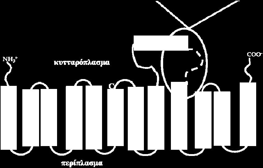 Με μαύρο κύκλο και στα δύο σχήματα υποδεικνύονται οι θέσεις που παρουσιάζουν μεγάλη ευαισθησία (IC 50 s <80 μμ) στην επίδραση του ΝΕΜ, σε γκρι κύκλο αυτές που παρουσιάζουν