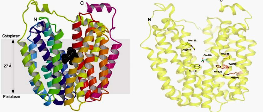 14 Εικόνα 1.3: Κρυσταλλικές δομές της LacY, όπως έχουν παρουσιαστεί στη βιβλιογραφία Α: Η κρυσταλλική δομή της LacY με το υπόστρωμα, παράλληλα με την μεμβράνη (Abramson et al., 2003).