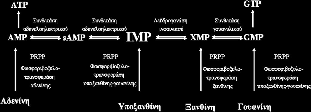 πουρινών καθώς επίσης και τα ένζυμα που καταλύουν το κάθε στάδιο.