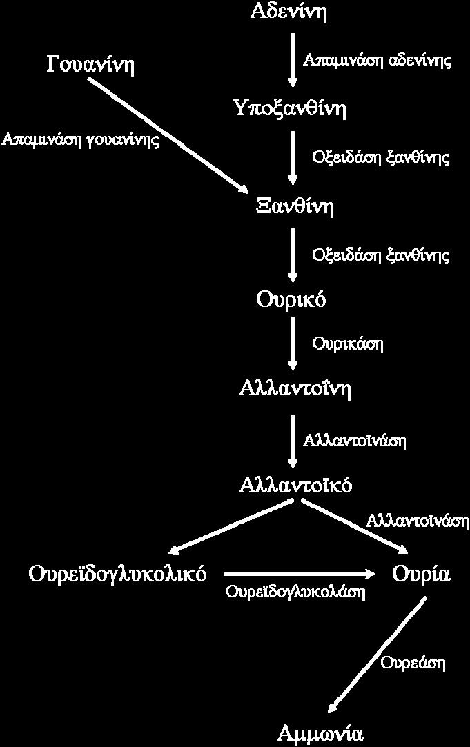 μονοπάτι καταβολισμού των πουρινών καθώς και τα ένζυμα που καταλύουν το