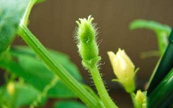Οι πρώτοι 2-4 δευτερεύοντες βλαστοί είναι πολύ πιο ζωηροί και δίνουν και αυτοί διακλαδώσεις. Άνθη Τα άνθη του πεπονιού είναι είτε αρσενικά (έχουν μόνον γύρη), είτε θηλυκά είτε ερμαφρόδιτα.