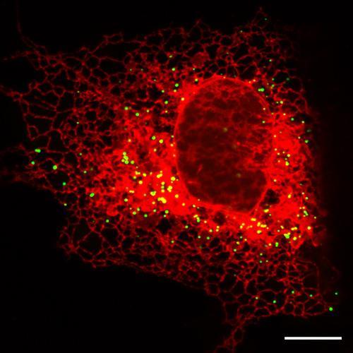 Eισαγωγή COS 7 cell expressing an ER marker (red) and a