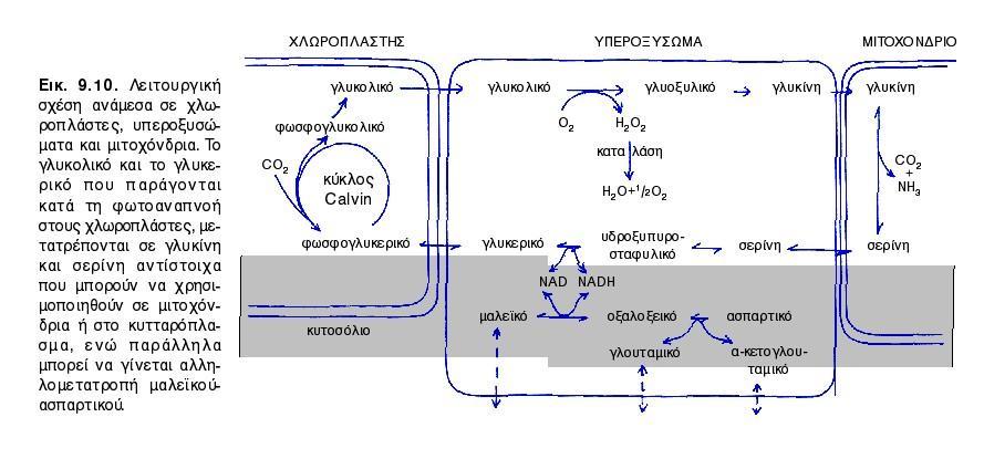ΦΩΤΟΑΝΑΠΝΟΗ ΓΛΥΚΟΛΙΚΟΣ ΚΥΚΛΟΣ Υ: