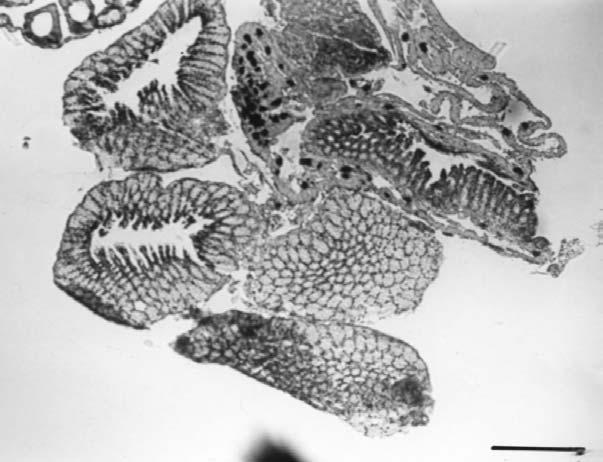 Cross section of ovary in August showing an atretic ovarian follicle