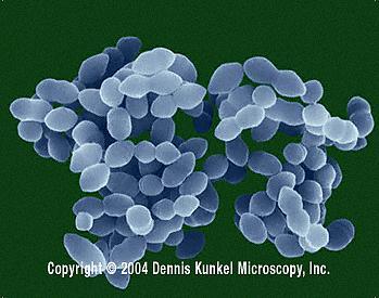 (Staphylococcus