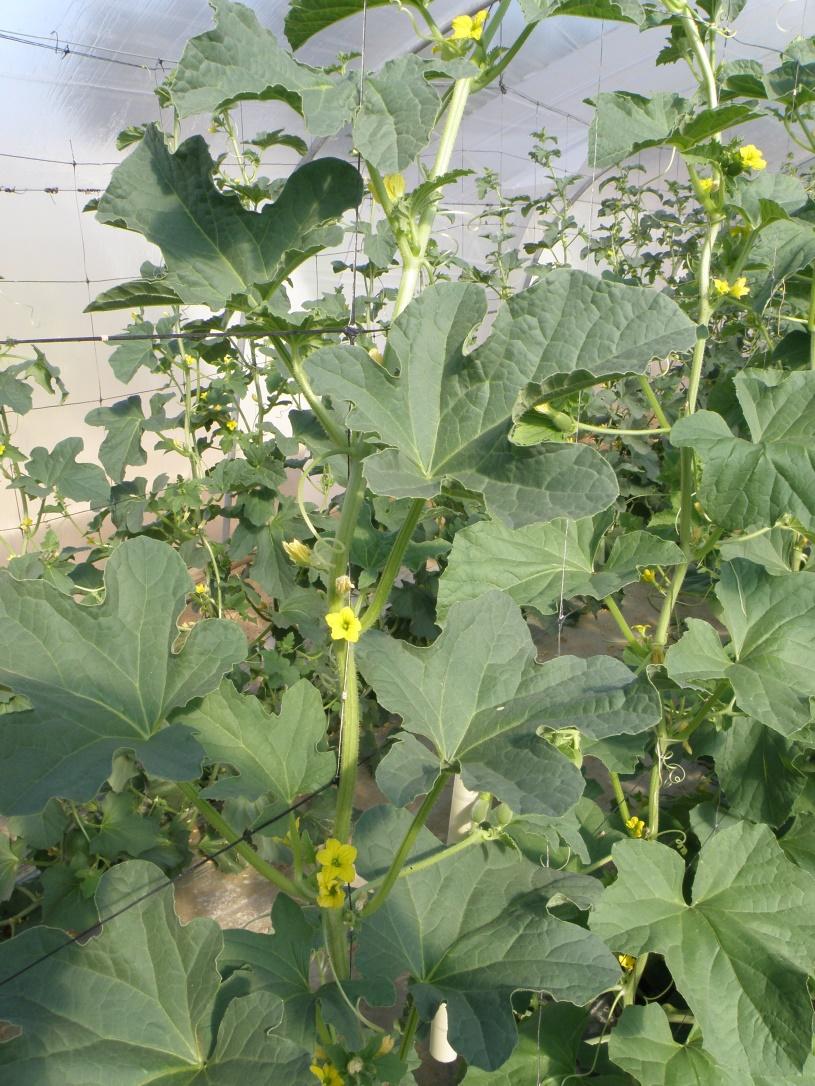 Βοτανικό όνομα: Cucumis melo Οικογένεια: Cucurbitaceae Βοτανική περιγραφή Φυτό ετήσιο με έρπουσα ανάπτυξη.