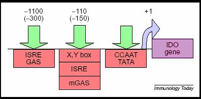 IDO και φλεγμονή Στην περιοχή του προαγωγέα υπάρχουν ρυθμιστικά στοιχεία που εξαρτώνται από κυτταροκίνες της φλεγμονής IFN-γ επάγει IDO