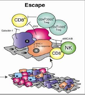 Μεταβολικοί περιορισμοί Αμινοξέα βασικά συστατικά για την ανάπτυξη των κυττάρων Έλλειψη βασικών αμινοξέων Aποτελεσματικότητας Τ