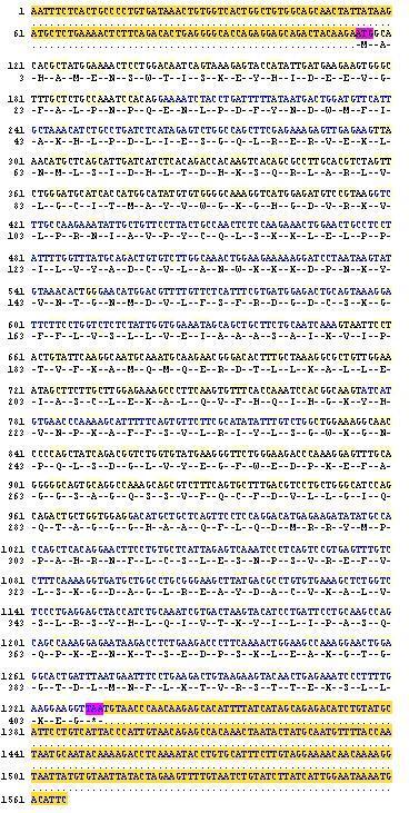 Δομή Κυτοσολική μονομερής αιμοπρωτεΐνη 430 αμινοξέα (ΜΒ 45,324KD) Γονίδιο INDO