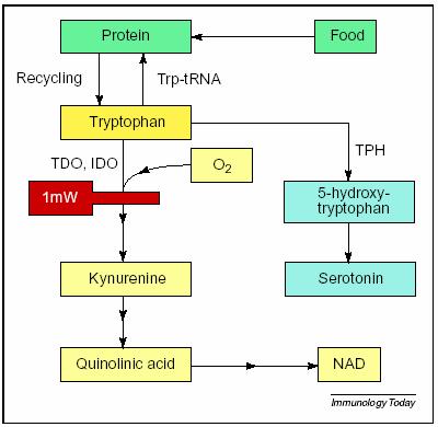 ΡΟΛΟΣ της IDO Ένζυμο που εμπλέκεται στο καταβολισμό της L- τρυπτοφάνης Φλεγμονή Ανοχή που