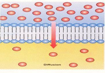 Πράγματι ενώ κάποιες ουσίες περνούν με διάχυση απευθείας μέσα από το λιπιδικό στρώμα