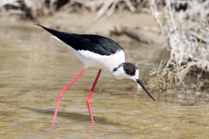 Ο Καλαμοκαννάς Himantopus himantopus έχει μήκος 33-36 εκ., ανήκει στη μεγάλη ομάδα των παρυδάτιων πτηνών (Charadriiformes) και αποτελεί είδος προτεραιότητας για προστασία και διατήρηση στην ΕΕ.
