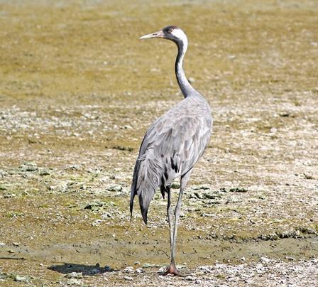 Ο Γερανός Grus grus είναι είδος που ανήκει στην οικογένεια των Γερανών (Gruidae), πολύ μεγάλα μεταναστευτικά πουλιά με μακριά πόδια και λαιμό.