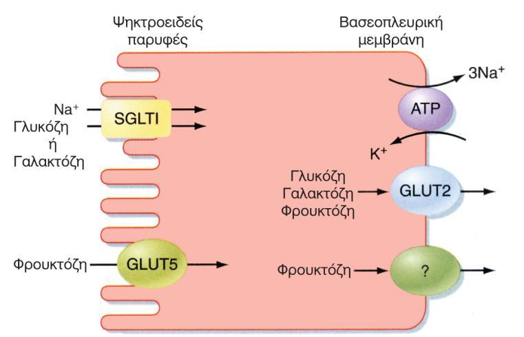 χ. Na + - Η + Απορρόφηση γλυκόζης από το λεπτό έντερο