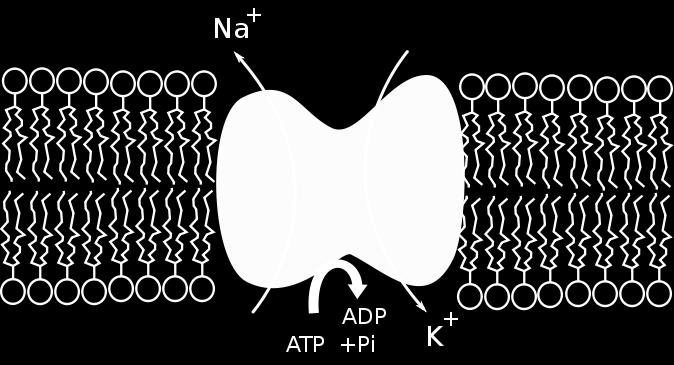 αντλία Νa + -K +