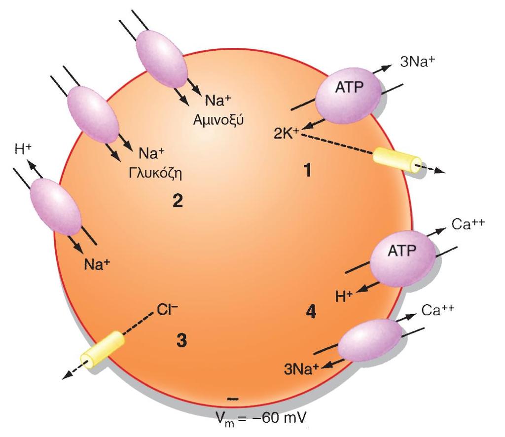 Η Νa + -K + ATPάση μειώνει ενδοκυττάρια [Νa + ] και αυξάνει ενδοκυττάρια [Κ + ] 1. διαρροή ιόντων καλίου και δημιουργία μεμβρανικού δυναμικού 2.