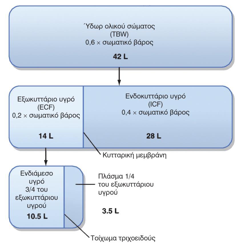 Ενδοκυττάριο και εξωκυττάριο διαμέρισμα των σωματικών υγρών του σώματος 60%