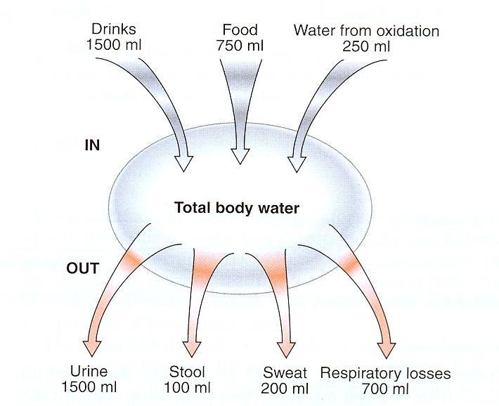 Ρύθμιση του ισοζυγίου του ύδατος Σημείο αναφοράς: ωσμωγραμμοριακότητα του