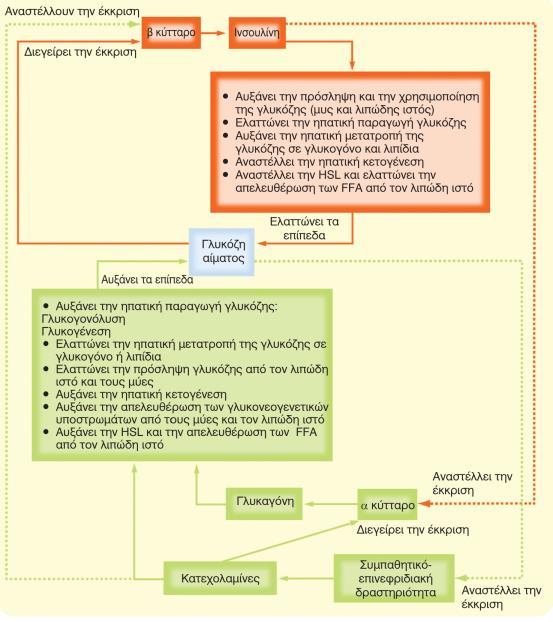 του αίματος και ινσουλίνης, γλυκαγόνης