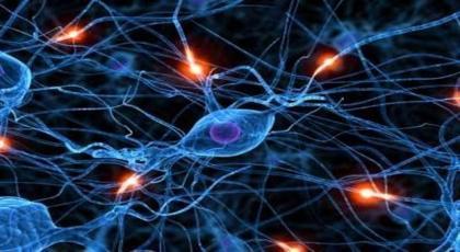 ΔΡΑΣΤΗΡΙΟΤΗΤΑ 1: Δομή και λειτουργία του νευρικού συστήματος 1.1 Το νευρικό σύστημα δίνει τις εντολές για τη σύσπαση των μυών.