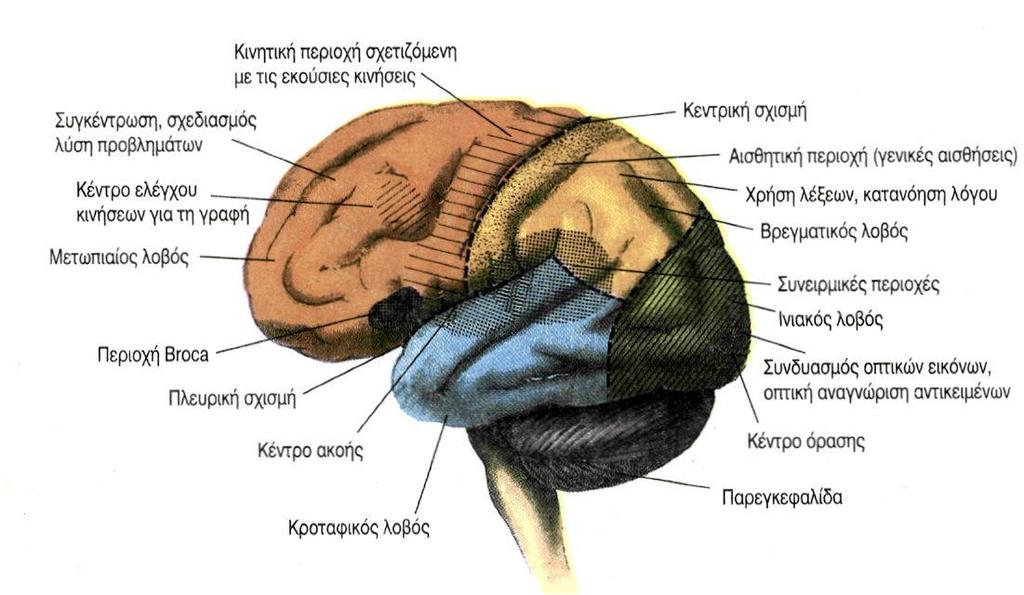 Σήμερα, οι επιστήμονες γνωρίζουν ότι ο φλοιός των ημισφαιρίων χωρίζεται σε κινητικές, αισθητικές και συνειρμικές περιοχές. Οι περιοχές αυτές βρίσκονται στους διάφορους λοβούς των ημισφαιρίων. 2.