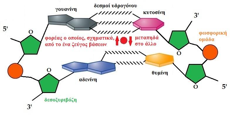 Σχήμα 4: Σχηματική αναπαράσταση των ζευγών βάσεων DA, Αδενίνης - Θυμίνης (AT, κάτω) και Γουανίνης - Κυτοσίνης