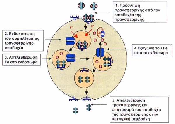 H πρόσληψη του σιδήρου από τα κύτταρα τόσο της ερυθράς, όσο και άλλων ιστών, γίνεται μέσω της σύνδεσης της τρανσφερρίνης με τον υποδοχέα της (TfR) και την επακόλουθη ενδοκυττάρωση του συμπλέγματος