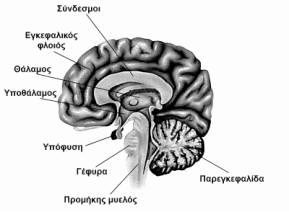 Διαδικαστική μνήμη! Αποθηκευτικός χώρος πληροφοριών για το πώς επιτελείται μια ενέργεια (φυσικά έργα επί το πλείστον)! Π.χ Ποδήλατο, δεξιότητα γραφής, τρεξίματος κλπ!