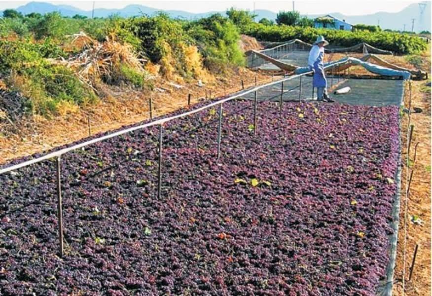 Ηλιακή Ξήρανση Αγροτοκτηνοτροφικών Υπολειμμάτων Ποιοτική υποβάθμιση των υπό ξήρανση γεωργικών προϊόντων λόγω διαφόρων επιδράσεων όπως της κακοκαιρίας, των εντόμων, της σκόνης, κλπ.