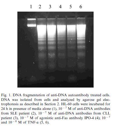 (β) puc18 DΝΑ (1 lg) επωάστηκε με 0 (1), 30 (2), 50 (3), 100 (λ 4), ή 300 (5) Ig/ml G1-5 για 3 ώρες. (γ) puc18 DΝΑ (1 lg) επωάστηκε για 1, 3, 6, ή 16 ώρες (1-4, αντιστοίχως) με 100 μg/ml G1-5.