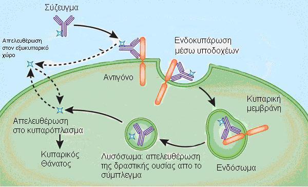 Γ) Τιμές συνεντοπισμού της EV20