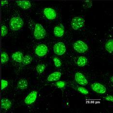 14C5 mab