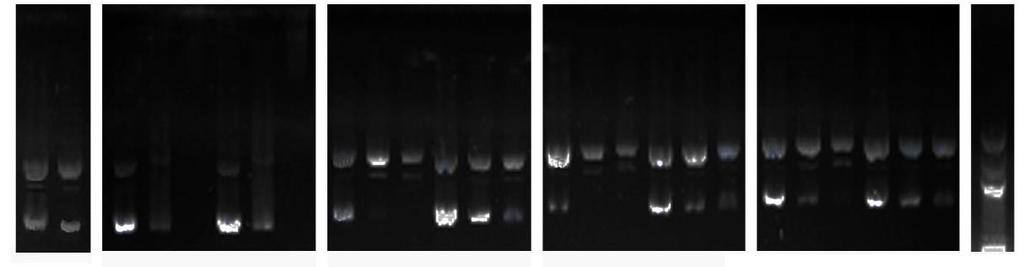 Plasmid 14C5 3B1H10 10B1D3 1A1E11 Markers w/w w/o 24 h 4h 24 h 4h 24 h 4h 24 h 4h MgCl2 Α Β Γ Α Β Γ Α Β Γ Α Β Γ Α Β Γ Α Β Γ Α Β Γ Α Β Γ