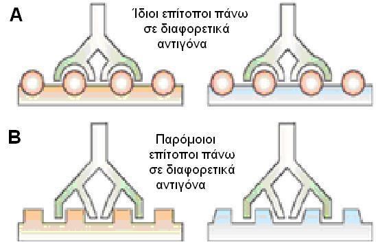Στην περίπτωση αυτή, ένα πολυδραστικό NΑb που έχει προσδεδεμένες όλες, ή σχεδόν όλες τις θέσεις του σε ένα αντιγόνο, που παρουσιάζει του επιτόπους του με κατάλληλη χωροταξική κατανομή, τότε αυτό το