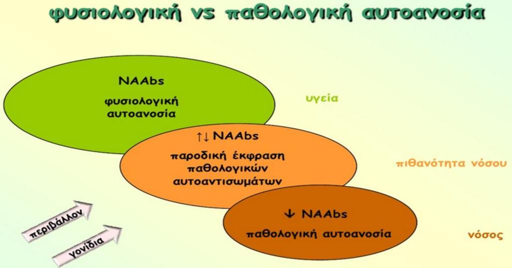 Β λεμφοκύτταρα τα οποία φέρουν ως υποδοχείς ειδικά μονοειδικά NAbs και τα οποία κατευθύνονται έναντι εξωγενών αντιγόνων, θα ενεργοποιηθούν και θα παράξουν υψηλές συγκεντρώσεις του αντίστοιχου ειδικού