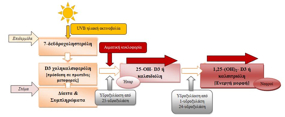 βιταµίνης D, λόγω της έντονης ενζυµικής λειτουργίας στον µυϊκό ιστό τους (Dahlquist et al. 2015). Διάγραµµα 1.