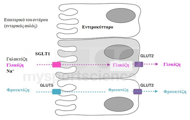 Όπως προαναφέρθηκε, η αυξηµένη περιεκτικότητα της δίαιτας σε γλυκόζη για αρκετές ηµέρες οδηγεί σε αύξηση του αριθµού των συγκεκριµένων µεταφορέων γλυκόζης και, κατ επέκταση, σε ενίσχυση της εντερικής