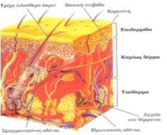 Στην επιφάνεια του δέρματος διακρίνουμε: Τους πόρους Τις δερματικές ακρολοφίες Τις πτυχές του δέρματος Το δέρμα αποτελείται από μέσα προς τα έξω από τρεις στιβάδες: Την επιδερμίδα Το χόριο ή κυρίως