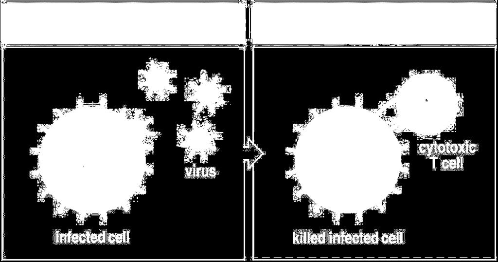 Κυτταροτοξικά Τ λεμφοκύτταρα: κυτταρική ανοσία Κυτταροτοξικά Τ κύτταρα